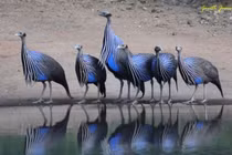 Khám phá loài gà sao kền kền lớn nhất châu Phi