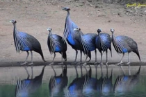 Khám phá loài gà sao kền kền lớn nhất châu Phi