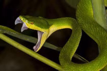 Tận mục loài rắn độc cắn người nhiều nhất Việt Nam