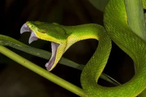 Tận mục loài rắn độc cắn người nhiều nhất Việt Nam