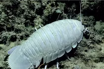 Khám phá loài bọ khổng lồ sống trong lòng đại dương sâu thẳm