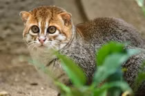 Khám phá loài mèo hiếm nhất thế giới với khả năng bơi lội xuất sắc