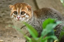 Khám phá loài mèo hiếm nhất thế giới với khả năng bơi lội xuất sắc