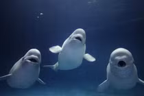 Cá voi trắng Beluga, loài vật thông minh được ví như linh hồn đại dương
