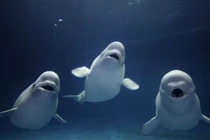 Cá voi trắng Beluga, loài vật thông minh được ví như linh hồn đại dương