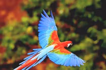 Khám phá loài vẹt đỏ đuôi dài đẹp mê ly, cực thông minh 