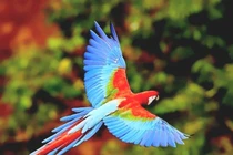 Khám phá loài vẹt đỏ đuôi dài đẹp mê ly, cực thông minh 