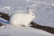 Giải mã khả năng sinh tồn phi thường của loài thỏ Bắc Cực thần kỳ