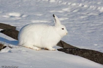 Giải mã khả năng sinh tồn phi thường của loài thỏ Bắc Cực thần kỳ