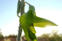 Độc lạ loài hoa giống chim đang bay, là vị thuốc cực quý