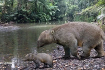 Con lai kỳ lạ của voi và kangaroo bị tuyệt chủng