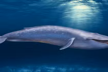 Soi độ quý hiếm của cá voi vừa xuất hiện ở biển Nha Trang