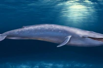 Soi độ quý hiếm của cá voi vừa xuất hiện ở biển Nha Trang