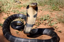 Tận thấy loài rắn độc lớn nhất thế giới của Việt Nam 