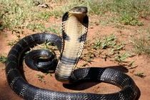 Tận thấy loài rắn độc lớn nhất thế giới của Việt Nam 