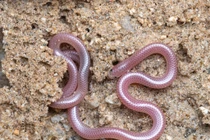 Khám phá loài rắn giun chỉ nhỏ bé, sống âm thầm dưới đất