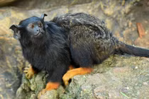 Khỉ vuốt tay vàng: Đặc điểm nổi bật của loài khỉ rừng Amazon