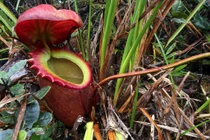 Bí ẩn loài cây ăn thịt có thể tiêu hóa động vật có xương