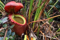 Bí ẩn loài cây ăn thịt có thể tiêu hóa động vật có xương