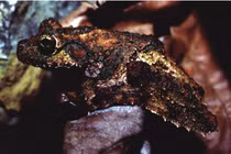 Độc đáo ếch cây chân tua, khả năng lướt, ngụy trang tuyệt vời