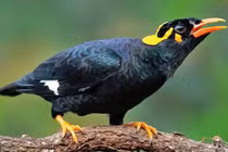 Tận mục loài chim nhại tiếng người giỏi nhất Việt Nam