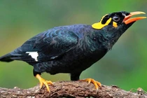 Tận mục loài chim nhại tiếng người giỏi nhất Việt Nam