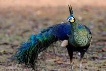 Chiêm ngưỡng sinh vật quyến rũ nhất rừng rậm Việt Nam 