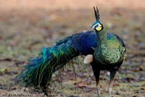 Chiêm ngưỡng sinh vật quyến rũ nhất rừng rậm Việt Nam 