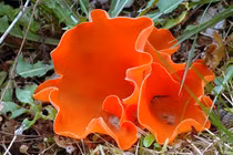 Nấm vỏ cam rực rỡ trong rừng ẩm ướt, có thể ăn nhưng cẩn trọng