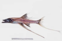 Khám phá cá ba chân kỳ lạ sống dưới đáy đại dương sâu thẳm