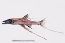 Khám phá cá ba chân kỳ lạ sống dưới đáy đại dương sâu thẳm