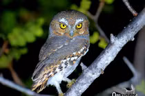 Ngắm loài cú mèo tí hon đáng yêu nhất thế giới 