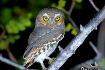 Ngắm loài cú mèo tí hon đáng yêu nhất thế giới 