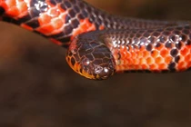 Rắn bùn miền Đông Mỹ: Kẻ săn mồi bí ẩn trong đầm lầy