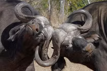 Sự thật gây sốc về loài thú 'cái chết đen' đoạt mạng cả sư tử