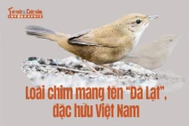 [INFOGRAPHIC] Loài chim mang tên “Đà Lạt”, đặc hữu Việt Nam