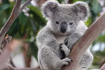 Khó tin loài thú có túi đáng yêu lại giống con người đến kỳ lạ