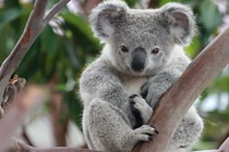 Khó tin loài thú có túi đáng yêu lại giống con người đến kỳ lạ