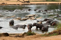 Garamba – nơi giữ gìn di sản thiên nhiên và lịch sử cổ đại