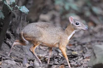 Phát hiện loài hươu nhỏ bằng con mèo quý hiếm tại Việt Nam