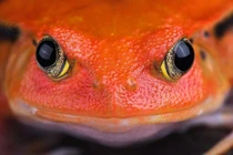 Ếch cà chua Madagascar: loài đặc hữu màu đỏ cam bắt mắt và độc đáo