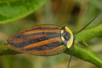 Bí ẩn về loài gián và khả năng sinh tồn đáng kinh ngạc