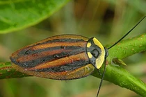 Bí ẩn về loài gián và khả năng sinh tồn đáng kinh ngạc