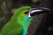 Khám phá chim tu căng ngọc lục bảo trong rừng mưa nhiệt đới