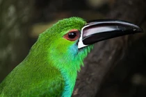 Khám phá chim tu căng ngọc lục bảo trong rừng mưa nhiệt đới