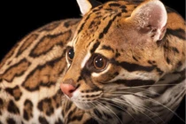 Ngắm loài mèo hoang dã cực đẹp, bộ lông như tranh trừu tượng