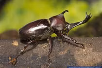 Cận cảnh loài côn trùng “võ sĩ giác đấu” của Việt Nam 