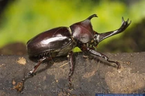 Cận cảnh loài côn trùng “võ sĩ giác đấu” của Việt Nam 