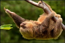 Lối sống kỳ lạ của lười hai ngón, bơi cực nhanh... ngủ cực lâu