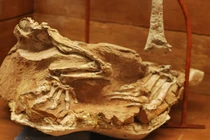 Khám phá Seitaad: Loài khủng long nhỏ sống trong sa mạc cổ đại